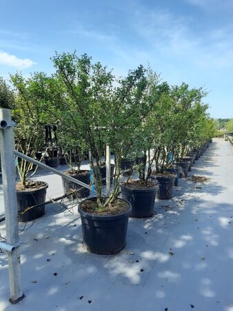 Osmanthus burkwoodii 150-175 cm met kluit meerstammig