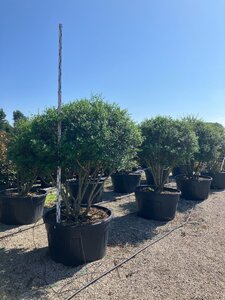 Osmanthus burkwoodii 175-200 cm cont. 500L meerstammig bol - afbeelding 2