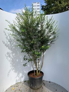 Osmanthus burkwoodii 175-200 cm cont. 70L meerstammig - afbeelding 2