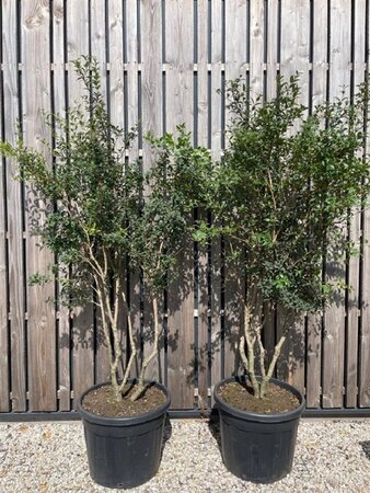 Osmanthus burkwoodii 175-200 cm cont. 70L meerstammig