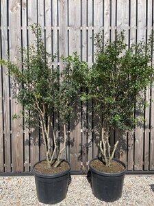 Osmanthus burkwoodii 175-200 cm cont. 70L meerstammig