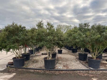 Osmanthus burkwoodii 200-225 cm cont. 150L meerstammig