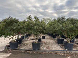 Osmanthus burkwoodii 200-225 cm cont. 150L meerstammig