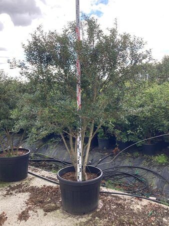 Osmanthus burkwoodii 200-225 cm cont. 150L meerstammig