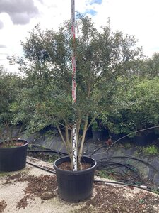 Osmanthus burkwoodii 200-225 cm cont. 150L meerstammig