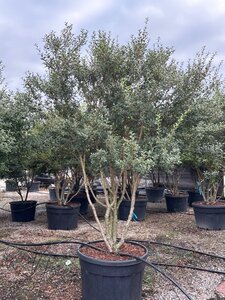 Osmanthus burkwoodii 200-225 cm cont. 230L meerstammig