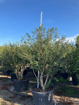 Osmanthus burkwoodii 200-225 cm cont. 230L meerstammig - afbeelding 2