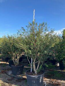 Osmanthus burkwoodii 200-225 cm cont. 230L meerstammig - afbeelding 2