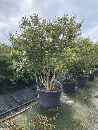 Osmanthus burkwoodii 200-225 cm cont. 230L meerstammig - afbeelding 2