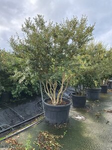 Osmanthus burkwoodii 200-225 cm cont. 230L multi-stem - image 2