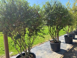 Osmanthus burkwoodii 200-250 cm cont. 130L multi-stem