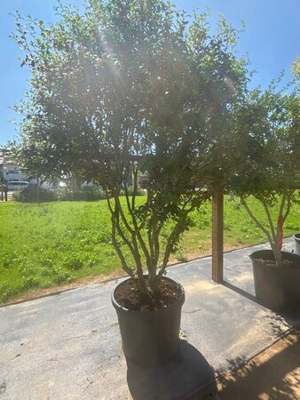 Osmanthus burkwoodii 200-250 cm cont. 130L multi-stem - image 8