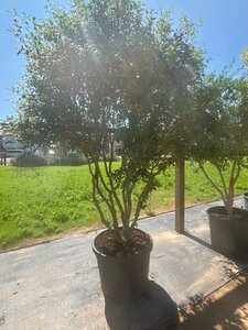 Osmanthus burkwoodii 200-250 cm cont. 130L multi-stem - image 8