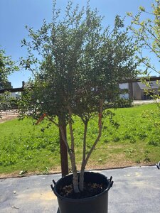 Osmanthus burkwoodii 200-250 cm cont. 130L multi-stem - image 4