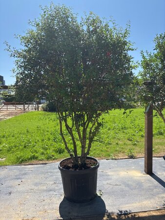 Osmanthus burkwoodii 200-250 cm cont. 130L multi-stem - image 2