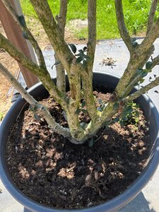 Osmanthus burkwoodii 200-250 cm cont. 130L multi-stem - image 7