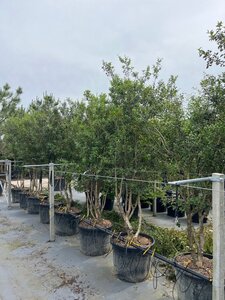 Osmanthus burkwoodii 225-250 cm draadkluit meerstammig