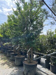 Osmanthus burkwoodii 225-250 cm draadkluit meerstammig