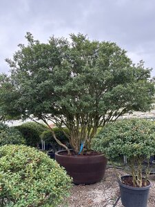 Osmanthus burkwoodii 250-300 cm cont. 130L meerstammig