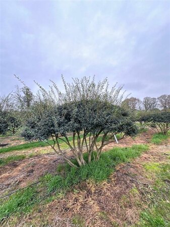 Osmanthus burkwoodii 250-300 cm draadkluit meerstammig - afbeelding 1