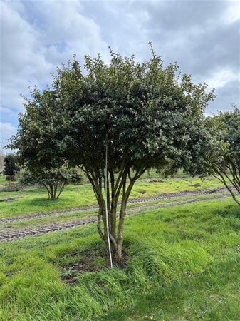 Osmanthus burkwoodii 250-300 cm draadkluit meerstammig - afbeelding 5