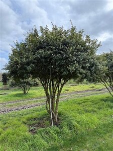 Osmanthus burkwoodii 250-300 cm draadkluit meerstammig - afbeelding 5