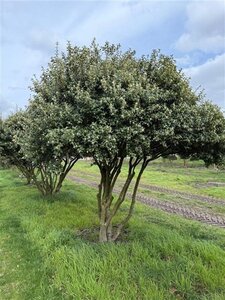 Osmanthus burkwoodii 250-300 cm draadkluit meerstammig - afbeelding 4
