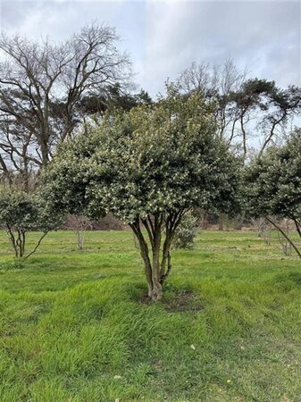 Osmanthus burkwoodii 250-300 cm draadkluit meerstammig - afbeelding 3