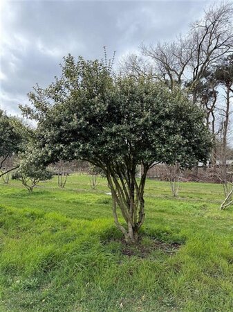 Osmanthus burkwoodii 250-300 cm draadkluit meerstammig - afbeelding 2