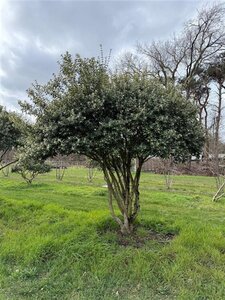 Osmanthus burkwoodii 250-300 cm draadkluit meerstammig - afbeelding 2