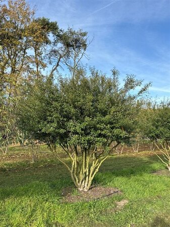 Osmanthus burkwoodii 250-300 cm draadkluit meerstammig - afbeelding 1