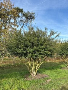 Osmanthus burkwoodii 250-300 cm draadkluit meerstammig - afbeelding 1