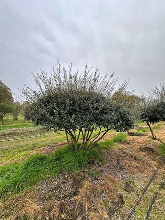 Osmanthus burkwoodii 250-300 cm draadkluit meerstammig - afbeelding 9