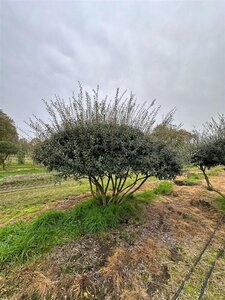 Osmanthus burkwoodii 250-300 cm draadkluit meerstammig - afbeelding 9