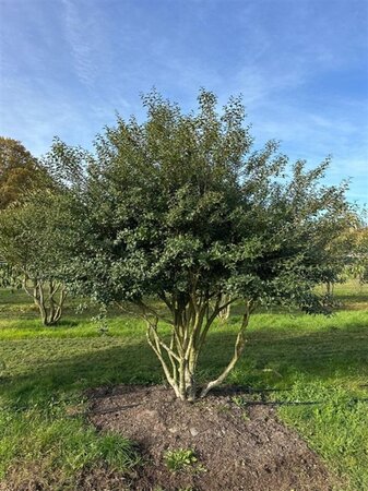 Osmanthus burkwoodii 250-300 cm draadkluit meerstammig - afbeelding 2