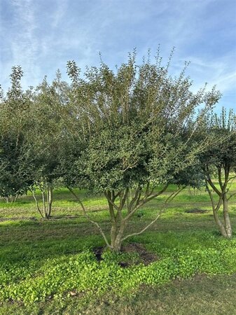 Osmanthus burkwoodii 250-300 cm draadkluit meerstammig - afbeelding 3