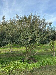 Osmanthus burkwoodii 250-300 cm draadkluit meerstammig - afbeelding 3