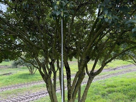 Osmanthus burkwoodii 250-300 cm draadkluit meerstammig - afbeelding 10