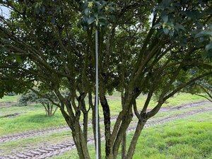 Osmanthus burkwoodii 250-300 cm draadkluit meerstammig - afbeelding 10