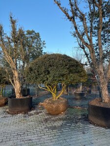 Osmanthus burkwoodii 275-300 cm draadkluit meerstammig 3 stam