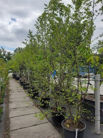 Ostrya carpinifolia 250-300 cm container multi-stem