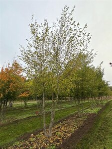 Ostrya carpinifolia 600-700 cm draadkluit meerstammig - afbeelding 2