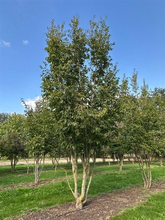 Ostrya carpinifolia 600-700 cm draadkluit meerstammig - afbeelding 3