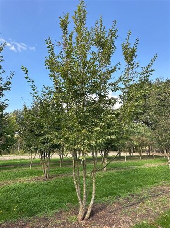 Ostrya carpinifolia 600-700 cm draadkluit meerstammig - afbeelding 4