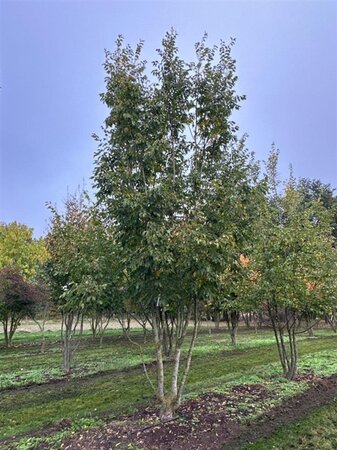 Ostrya carpinifolia 600-700 cm WRB multi-stem - image 1