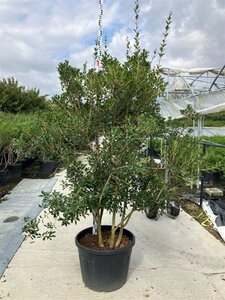 Osmanthus heterophyllus = aquifolium 175-200 cm cont. 110L multi-stem