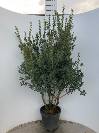 Osmanthus heterophyllus = aquifolium 175-200 cm cont. 45L meerstammig - afbeelding 1