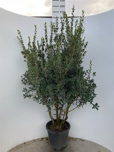 Osmanthus heterophyllus = aquifolium 175-200 cm cont. 45L multi-stem