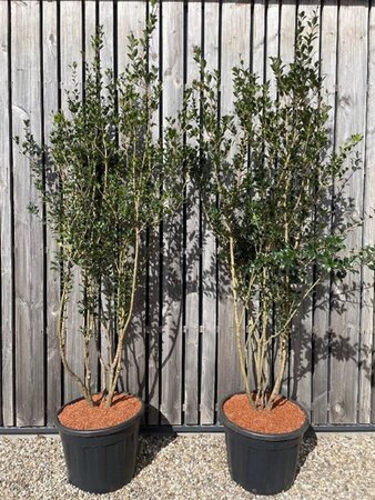 Osmanthus heterophyllus = aquifolium 200-225 cm cont. 70L meerstammig