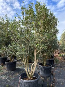 Osmanthus heterophyllus = aquifolium 200-225 cm cont. 90L meerstammig